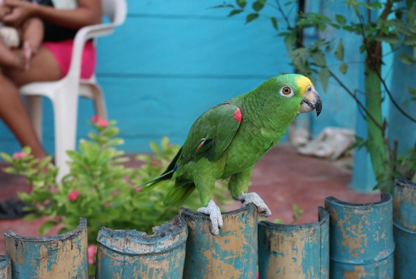 Quels exercices recommander pour maintenir un poids santé chez un chat de race Scottish Fold?