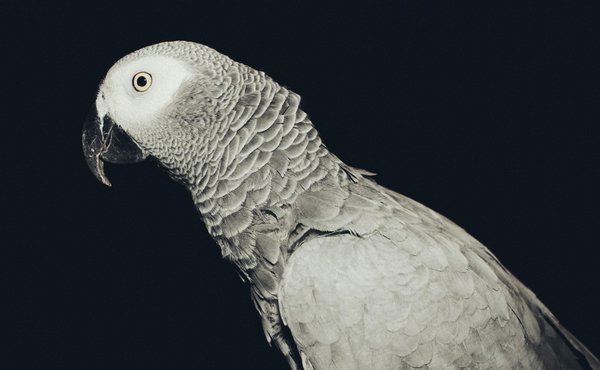 Les nouveaux gadgets pour animaux : Ce qui est à la mode