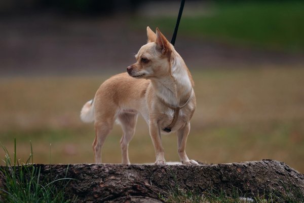 Dresser son chien pour participer à des expositions canines
