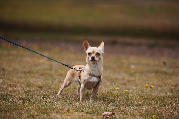 Toilettage du chien : quels services proposent les salons professionnels ?